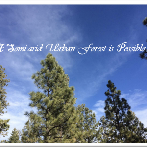 Santa Fe Tree Inventory Analysis