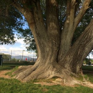 2019 I-Tree Analysis Report: Santa Fe Public Spaces Tree Inventory