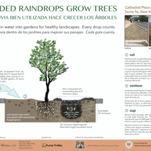 Seeds_of_Wisdom_Guided_Raindrops_Grow_Trees