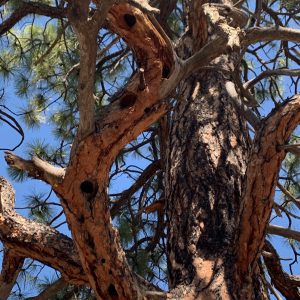 Birds around Santa Fe 2019