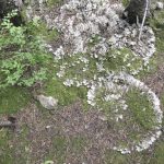 Seeds_of_Wisdom_Lichen