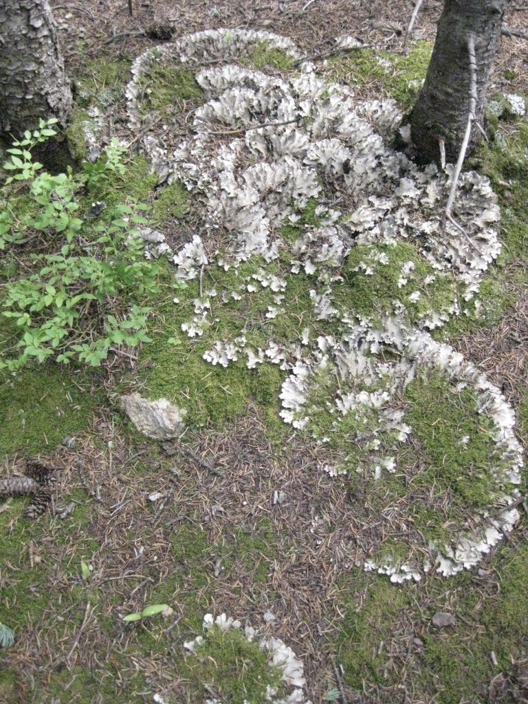 Seeds_of_Wisdom_Lichen